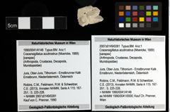 Foto (Objekt + Etiketten) von Cracensigillatus acutirostrus (Moericke, 1889) 